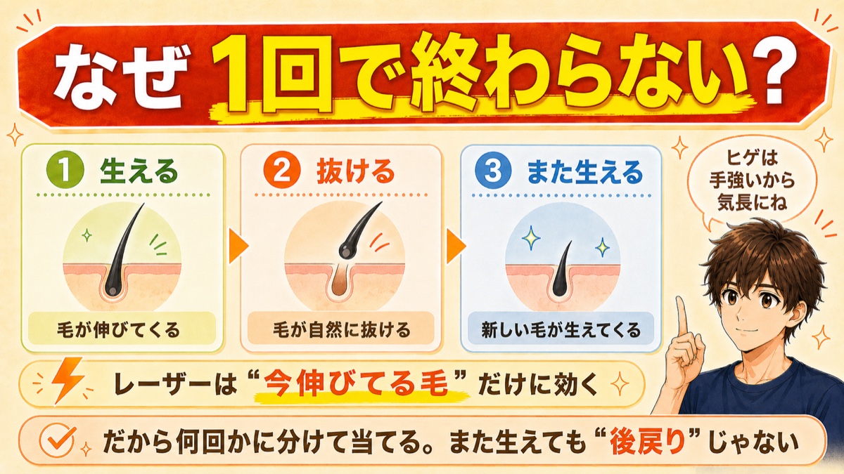 ヒゲ脱毛が1回で終わらない理由を毛周期(生える・抜ける・また生える)で示した図